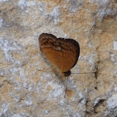 Phalanta