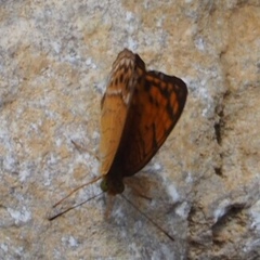 Phalanta