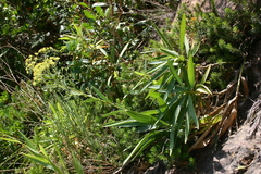 Bupleurum plantagineum image
