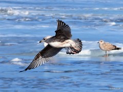 Larus argentatus