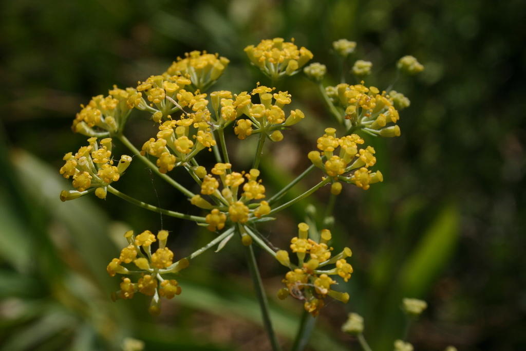 Bupleurum plantagineum