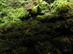 Crepidomanes intricatum