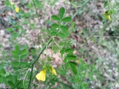 Hippocrepis emerus emerus