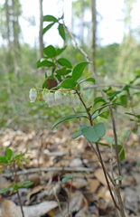 Pieris phillyreifolia