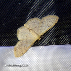 Idaea ptyonopoda