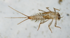 Ecdyonurus