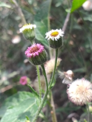 Erigeron apiculatus