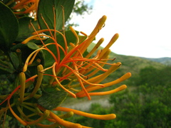 Psittacanthus schiedeanus