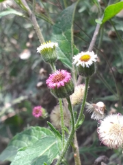 Erigeron apiculatus