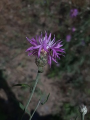 Centaurea