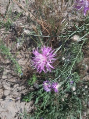 Centaurea