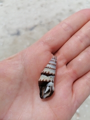 Crassispira cubana