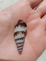 Crassispira cubana