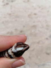Crassispira cubana