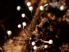 Antinoa juniperinella