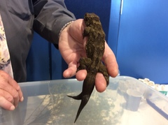 Hoplodactylus duvaucelii