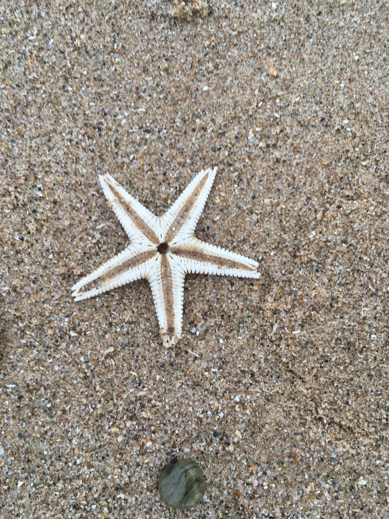 Photo of Sand sea star (Astropecten irregularis)