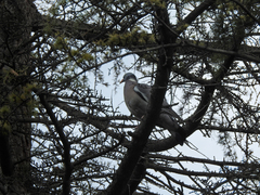 Columba palumbus