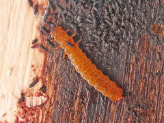 Cucujus cinnaberinus