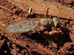 Lispocephala alma