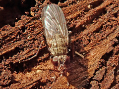 Lispocephala alma