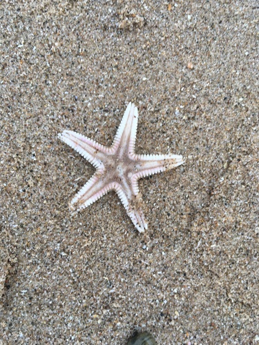 Photo of Sand sea star (Astropecten irregularis)