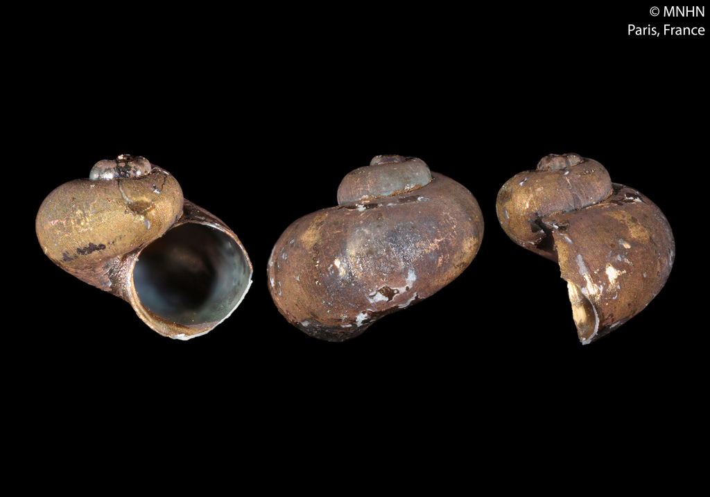 Protolira