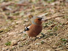 Fringilla coelebs