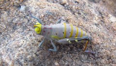 Thericles obtusifrons