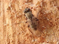 Lispocephala alma