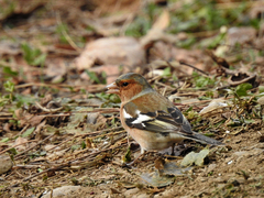Fringilla coelebs