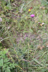 Carduus adpressus