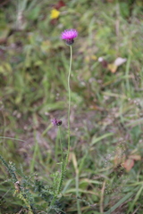 Carduus adpressus
