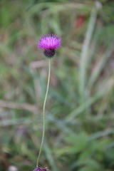 Carduus adpressus