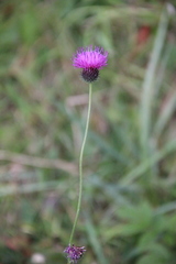 Carduus adpressus