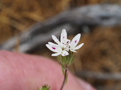 Osmadenia tenella