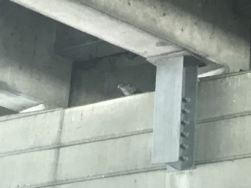 Feral Pigeon photographed in South Carolina