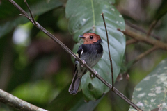 Taeniotriccus andrei