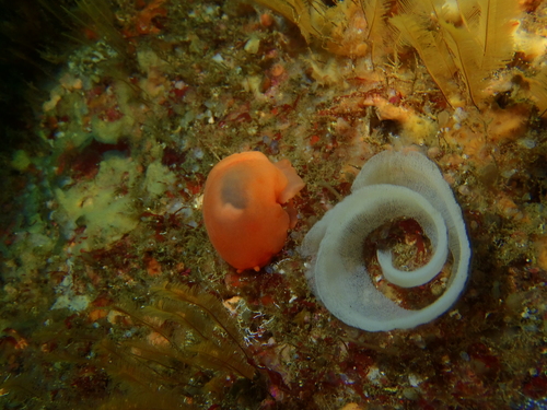 Berthellina edwardsii