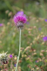Carduus adpressus