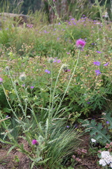 Carduus adpressus