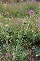 Carduus adpressus