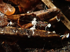 Antinoa pulchella