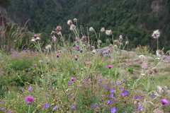 Carduus adpressus