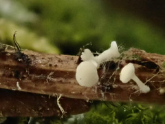Antinoa pulchella