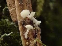 Antinoa pulchella