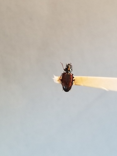 Red-winged Riverbank Ground Beetle