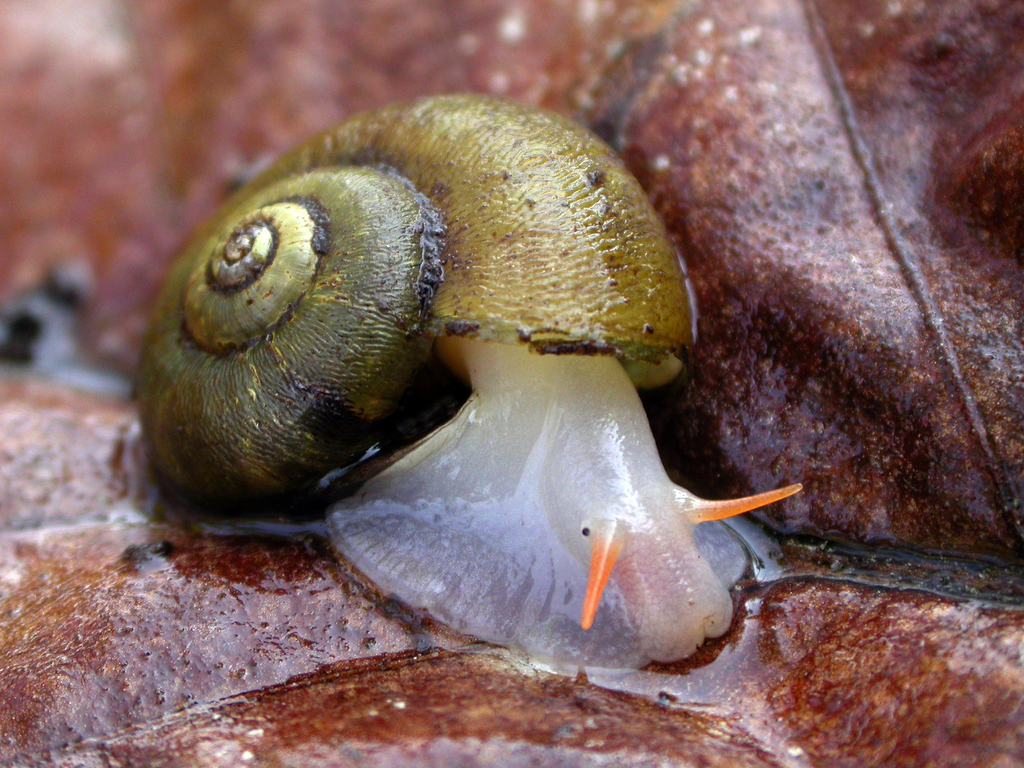 gastropods-gloucestershire-inaturalist