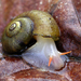 Gastrópodes - Photo (c) John Slapcinsky, alguns direitos reservados (CC BY-NC)
