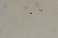 Pheidole